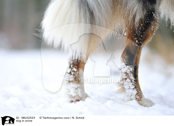 dog in snow / NN-02524