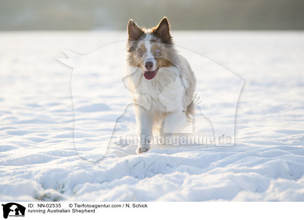 rennender Australian Shepherd / running Australian Shepherd / NN-02535