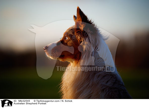 Australian Shepherd Portrait / Australian Shepherd Portrait / NN-02545