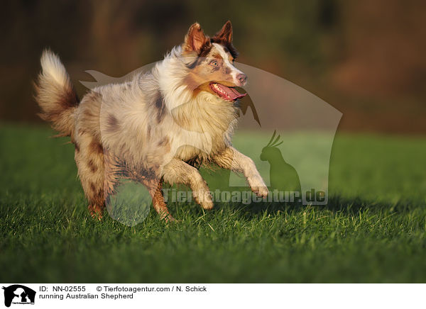 running Australian Shepherd / NN-02555