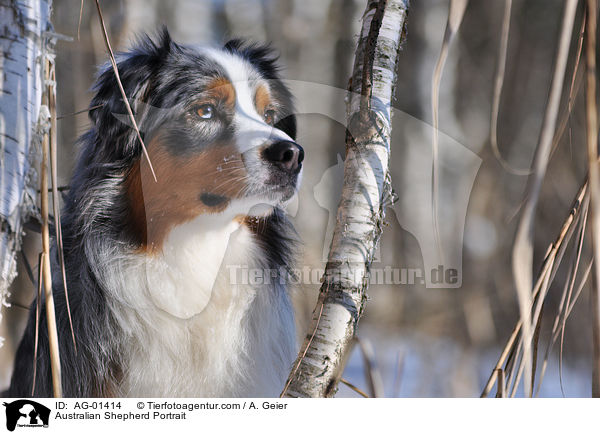 Australian Shepherd Portrait / Australian Shepherd Portrait / AG-01414