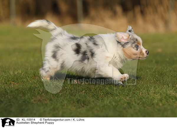 Australian Shepherd Welpe / Australian Shepherd Puppy / KL-10914