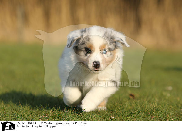 Australian Shepherd Welpe / Australian Shepherd Puppy / KL-10918