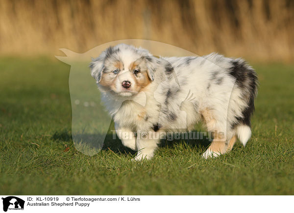 Australian Shepherd Welpe / Australian Shepherd Puppy / KL-10919