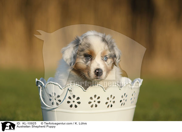 Australian Shepherd Welpe / Australian Shepherd Puppy / KL-10925