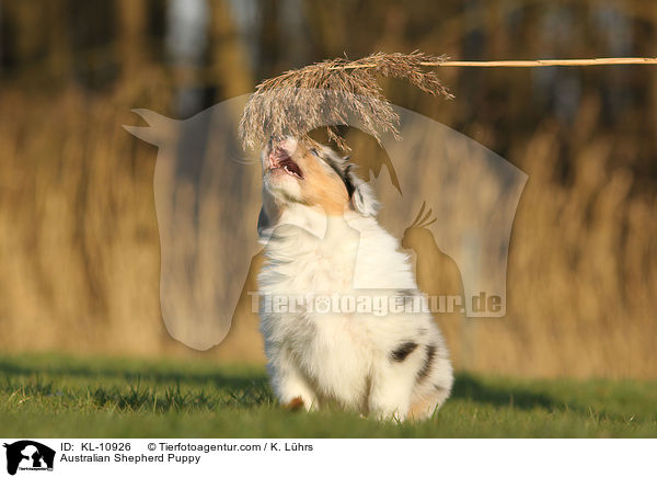 Australian Shepherd Welpe / Australian Shepherd Puppy / KL-10926