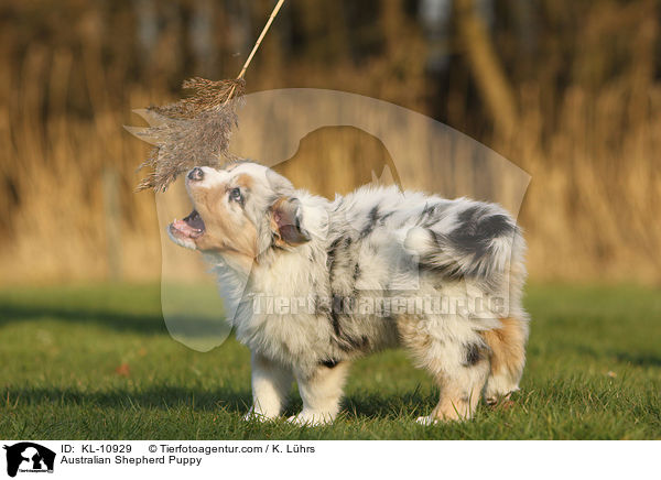 Australian Shepherd Welpe / Australian Shepherd Puppy / KL-10929