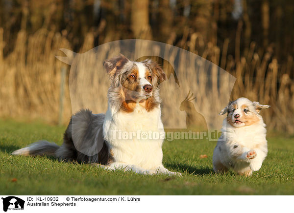 Australian Shepherds / Australian Shepherds / KL-10932