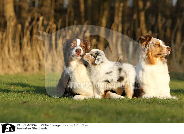 Australian Shepherds / Australian Shepherds / KL-10934