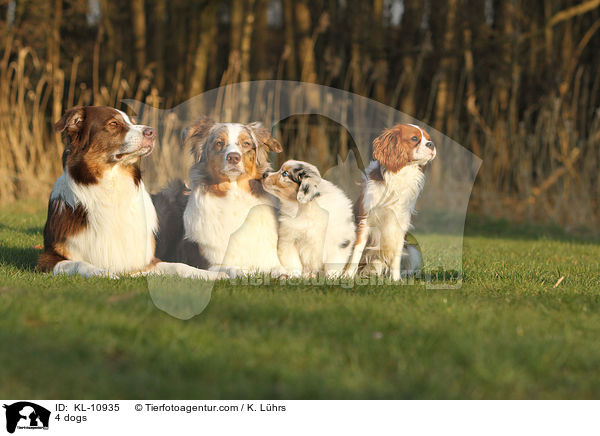 4 Hunde / 4 dogs / KL-10935