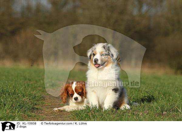 2 Hunde / 2 dogs / KL-10938