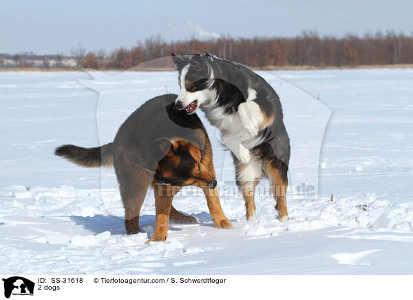 2 Hunde / 2 dogs / SS-31618