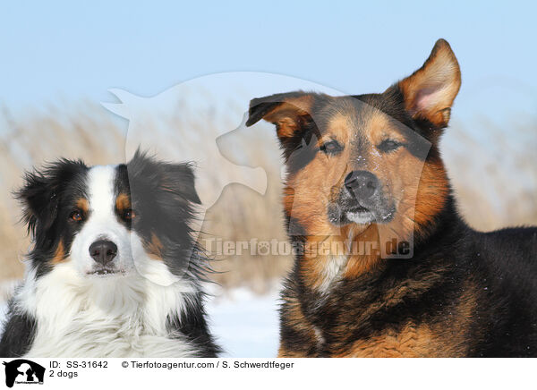 2 Hunde / 2 dogs / SS-31642