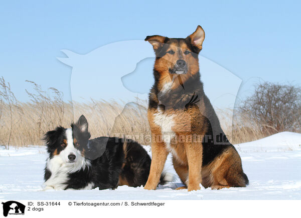 2 Hunde / 2 dogs / SS-31644