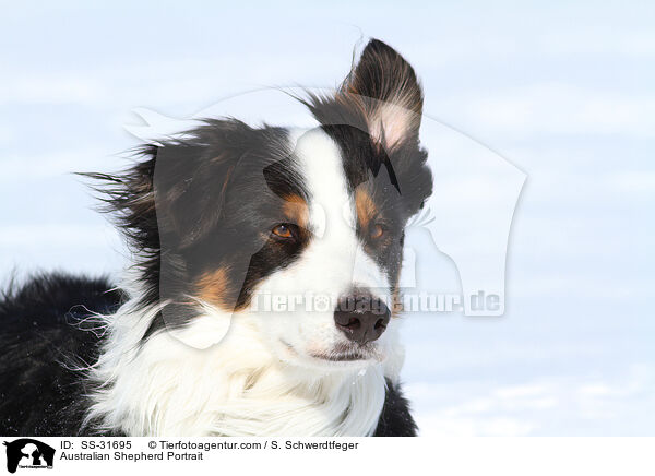 Australian Shepherd Portrait / Australian Shepherd Portrait / SS-31695