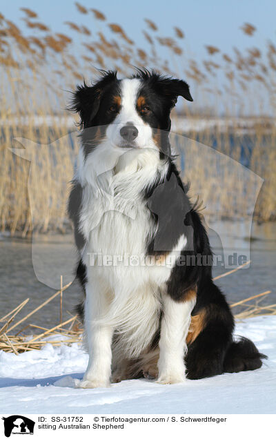 sitzender Australian Shepherd / sitting Australian Shepherd / SS-31752