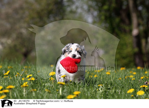 Australian Shepherd Welpe / Australian Shepherd Puppy / JH-18370