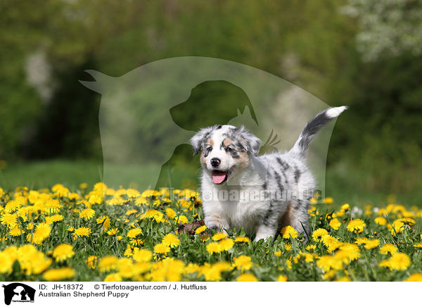 Australian Shepherd Welpe / Australian Shepherd Puppy / JH-18372