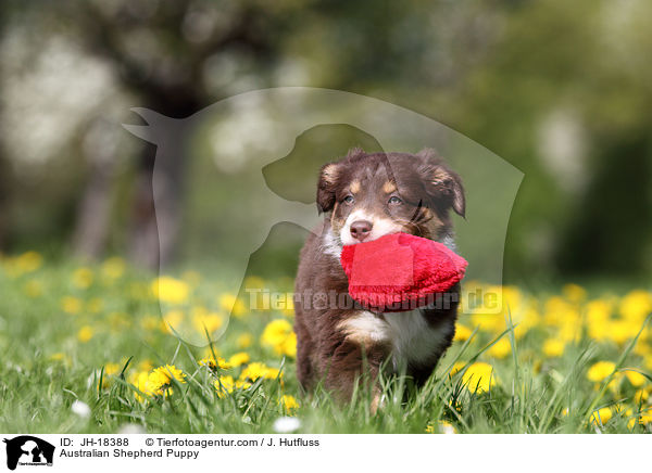 Australian Shepherd Welpe / Australian Shepherd Puppy / JH-18388