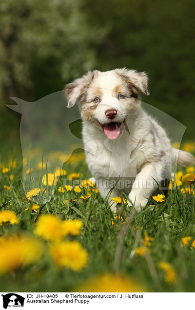 Australian Shepherd Welpe / Australian Shepherd Puppy / JH-18405