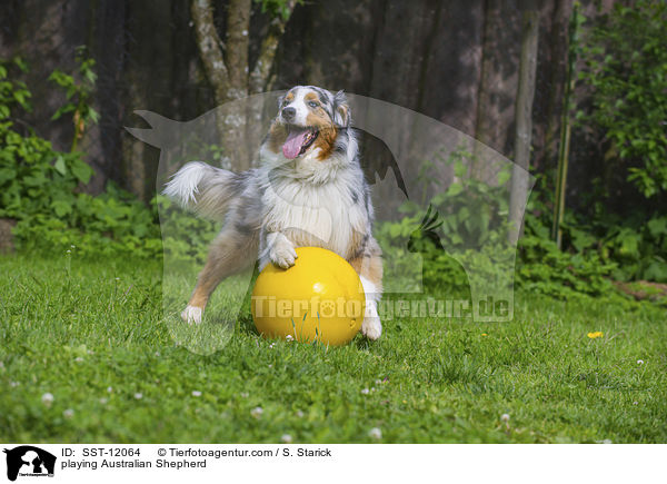 spielender Australian Shepherd / playing Australian Shepherd / SST-12064