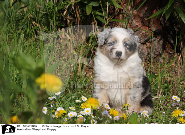 Australian Shepherd Welpe / Australian Shepherd Puppy / MB-01882