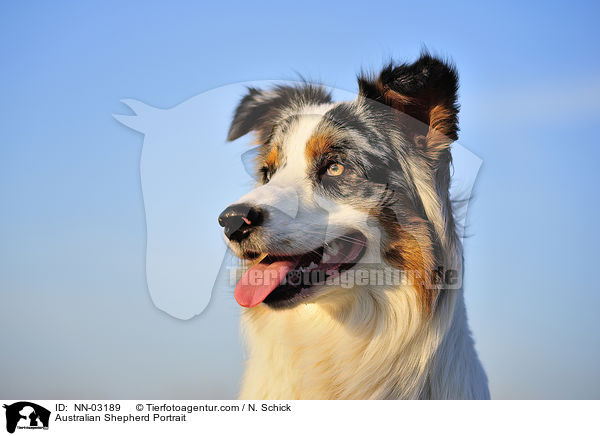 Australian Shepherd Portrait / Australian Shepherd Portrait / NN-03189