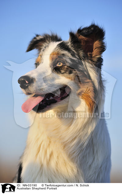 Australian Shepherd Portrait / Australian Shepherd Portrait / NN-03190