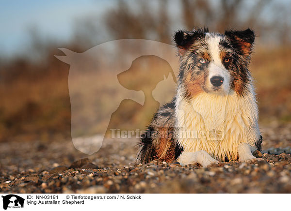 liegender Australian Shepherd / lying Australian Shepherd / NN-03191