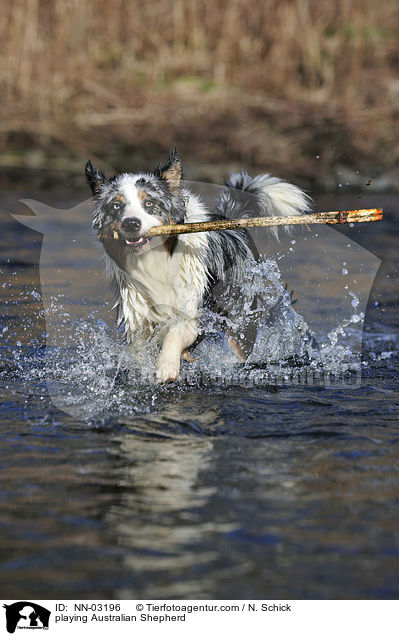 spielender Australian Shepherd / playing Australian Shepherd / NN-03196