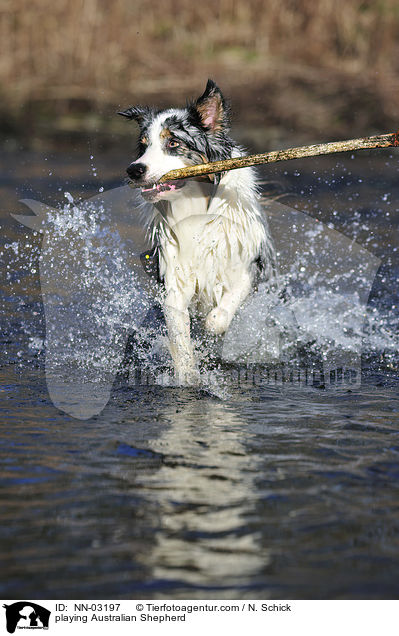 spielender Australian Shepherd / playing Australian Shepherd / NN-03197