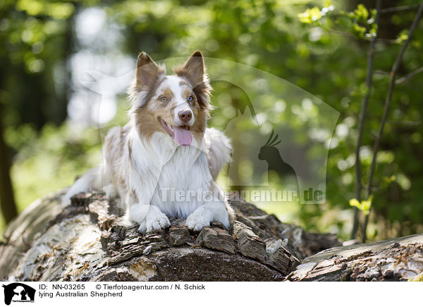 liegender Australian Shepherd / lying Australian Shepherd / NN-03265