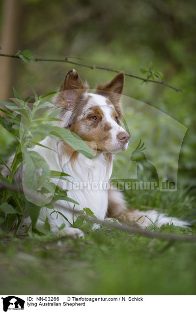 liegender Australian Shepherd / lying Australian Shepherd / NN-03266