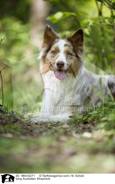 liegender Australian Shepherd / lying Australian Shepherd / NN-03271