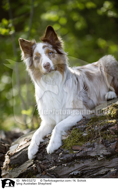 liegender Australian Shepherd / lying Australian Shepherd / NN-03272