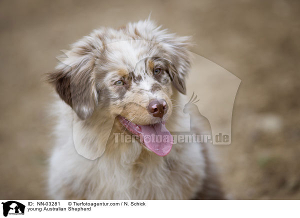 junger Australian Shepherd / young Australian Shepherd / NN-03281