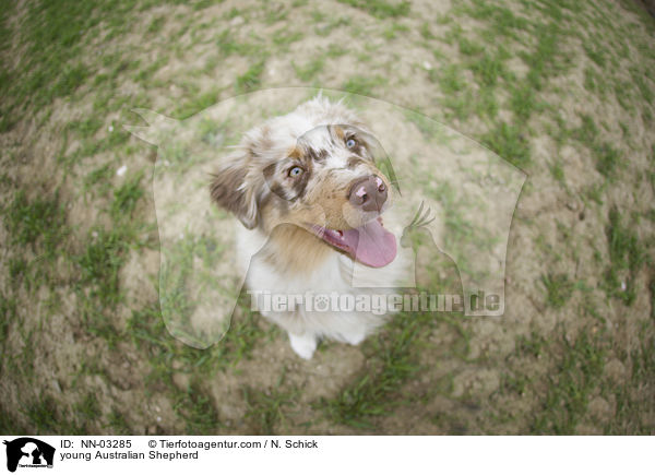 junger Australian Shepherd / young Australian Shepherd / NN-03285