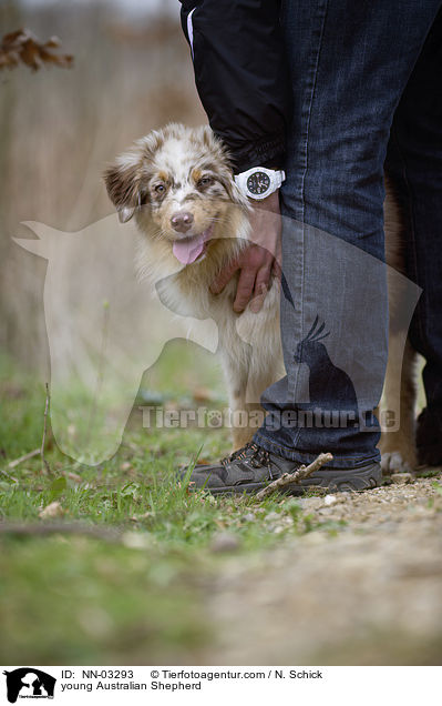 junger Australian Shepherd / young Australian Shepherd / NN-03293