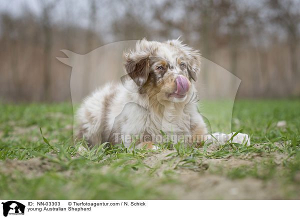 junger Australian Shepherd / young Australian Shepherd / NN-03303