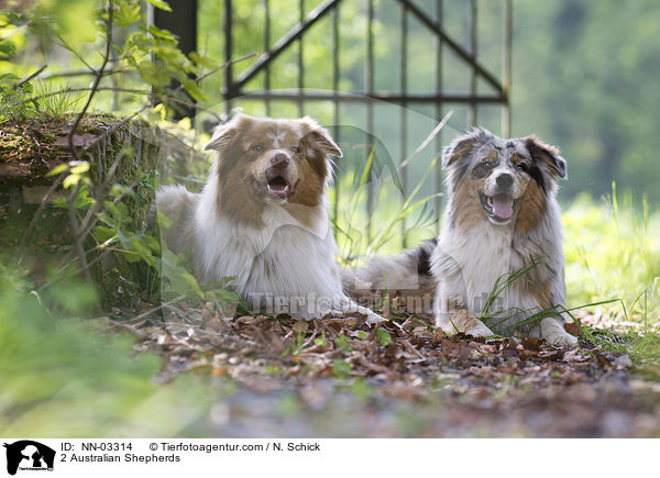 2 Australian Shepherds / 2 Australian Shepherds / NN-03314