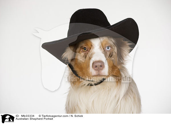 Australian Shepherd Portrait / Australian Shepherd Portrait / NN-03334