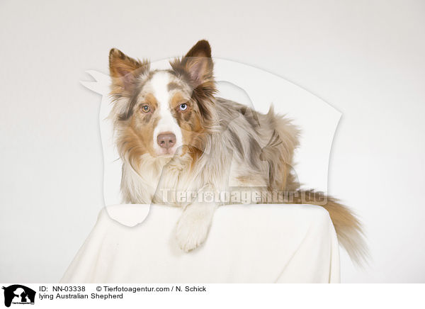 liegender Australian Shepherd / lying Australian Shepherd / NN-03338