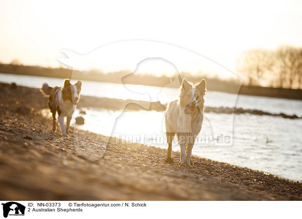 2 Australian Shepherds / 2 Australian Shepherds / NN-03373