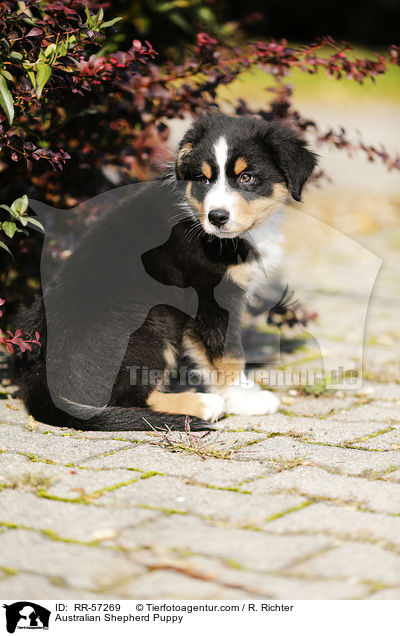 Australian Shepherd Welpe / Australian Shepherd Puppy / RR-57269