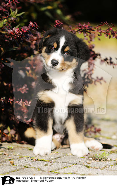 Australian Shepherd Welpe / Australian Shepherd Puppy / RR-57271