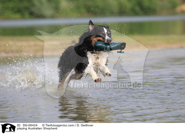 spielender Australian Shepherd / playing Australian Shepherd / DG-06424