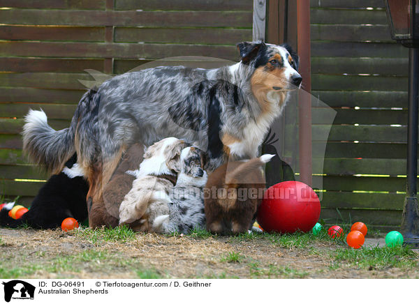 Australian Shepherds / Australian Shepherds / DG-06491