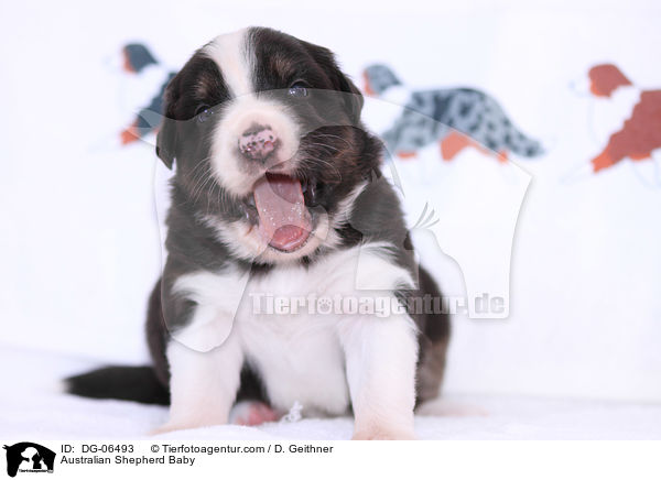 Australian Shepherd Baby / Australian Shepherd Baby / DG-06493