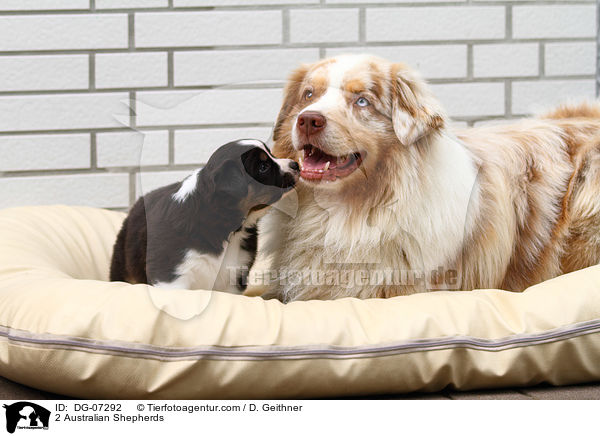 2 Australian Shepherds / 2 Australian Shepherds / DG-07292