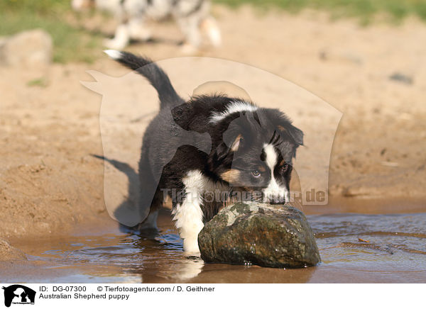 Australian Shepherd Welpe / Australian Shepherd puppy / DG-07300